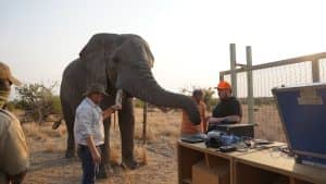 Infrasonic Elephant Audio