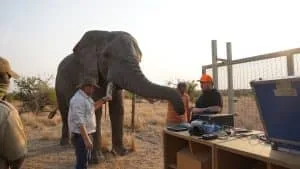 Infrasonic Elephant Audio